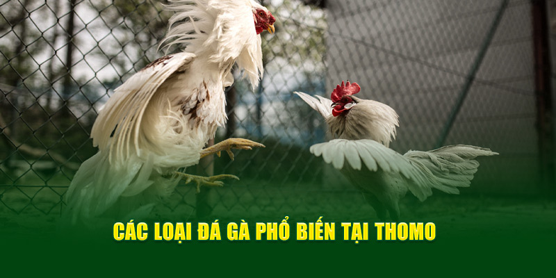 Các loại phổ biến tại trực tiếp đá gà Thomo