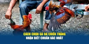 Cách Chọn Gà Đá Chiến Thắng - Nhận Biết Chuẩn Xác Nhất