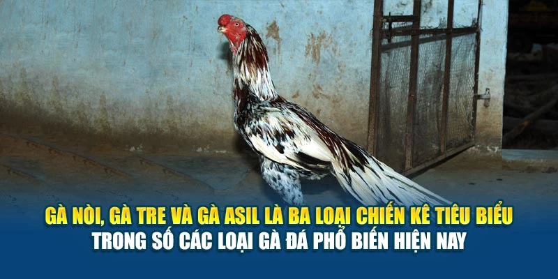 Gà nòi, gà tre và gà Asil là ba loại chiến kê tiêu biểu trong số các loại gà đá phổ biến hiện nay